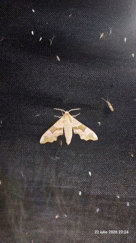 Lime Hawkmoth