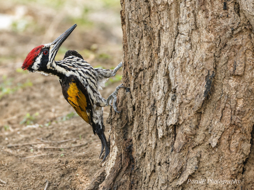 White-naped Woodpecker