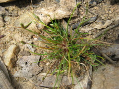 Isolepis levynsiana
