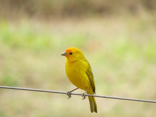 Saffron Finch