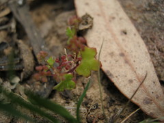 Hydrocotyle callicarpa