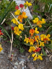 Lotus alpinus, photograph (c) Denis Bastianelli, some rights reserved (CC BY)