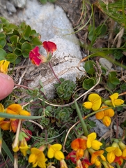Lotus alpinus, photograph (c) Denis Bastianelli, some rights reserved (CC BY)