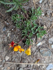 Lotus alpinus, photograph (c) Denis Bastianelli, some rights reserved (CC BY)