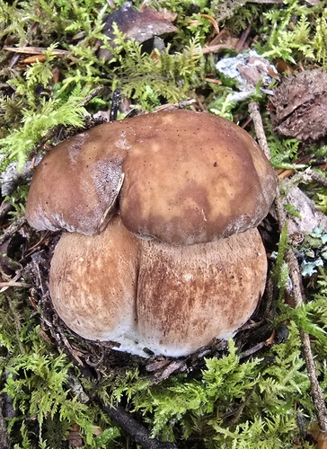 Summer Bolete