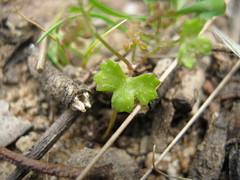 Hydrocotyle callicarpa