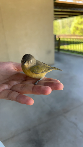 iNaturalist observation photo of Nashville Warbler