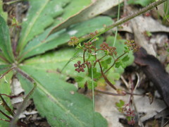 Hydrocotyle callicarpa