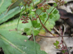 Hydrocotyle callicarpa