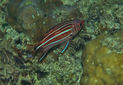 Sargocentron cornutum observed 2026-07-13