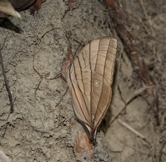 Amathuxidia amythaon