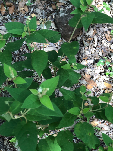 Bush croton