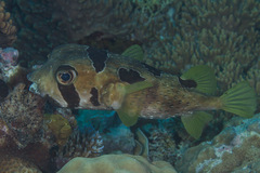 Diodon liturosus