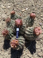 Sclerocactus wrightiae