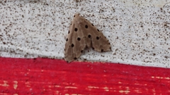 Metaemene atrigutta maculata