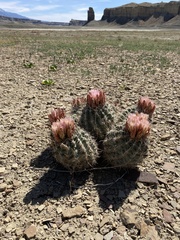 Sclerocactus wrightiae