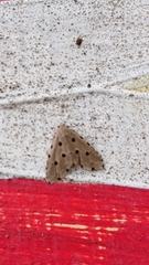 Metaemene atrigutta maculata