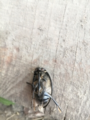 Hydrophilus aterrimus