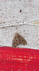 Metaemene atrigutta maculata