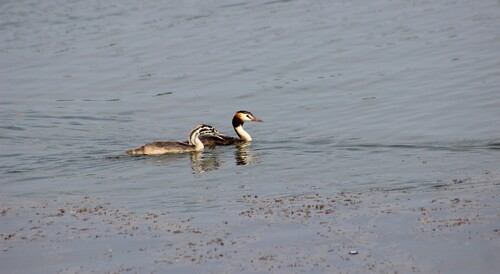 Great Crested Grebe