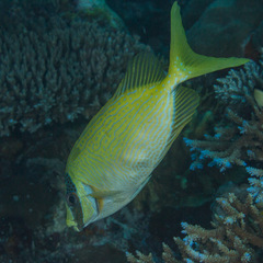 Siganus puellus