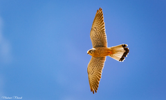Falco tinnunculus