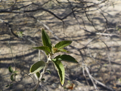 Croton sonorae