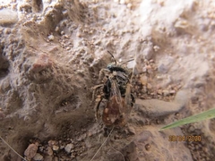 Calliopsis subalpina