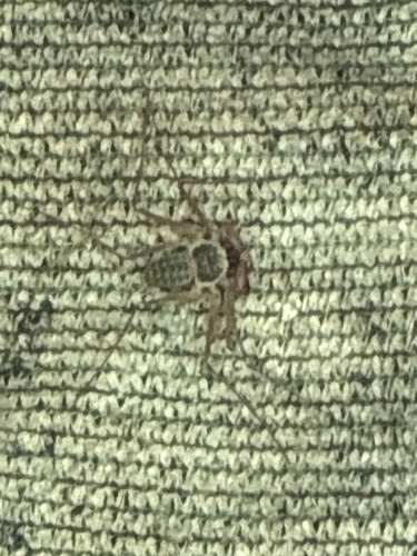 Phrynus operculatus