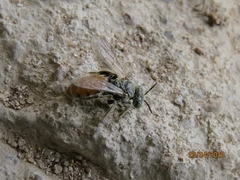 Calliopsis subalpina