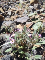Collomia diversifolia