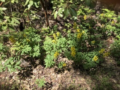 Thermopsis montana