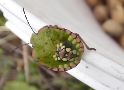 Southern Green Stink Bug