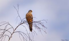 Falco tinnunculus