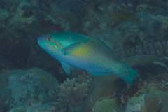 Scarus dimidiatus