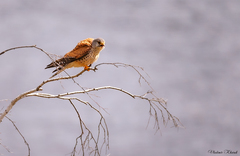 Falco tinnunculus