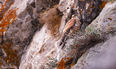Falco tinnunculus