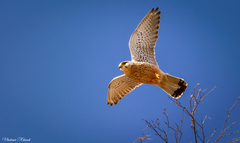 Falco tinnunculus