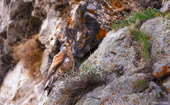 Falco tinnunculus