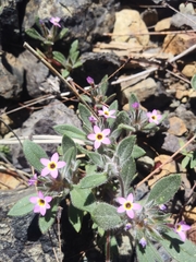 Collomia diversifolia