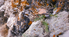 Falco tinnunculus
