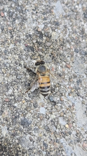 Western Honey Bee