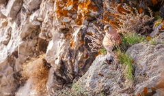 Falco tinnunculus