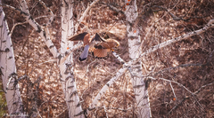 Falco tinnunculus