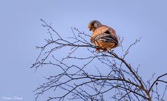Falco tinnunculus