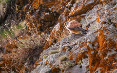 Falco tinnunculus