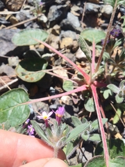 Collomia diversifolia