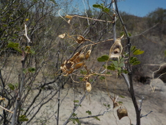 Mimosa distachya laxiflora