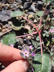 Collomia diversifolia