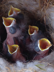 Poecile carolinensis